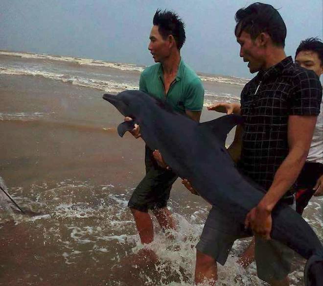 Nhiều cá heo dạt vào bờ biển Nghệ An trước giờ bão đến - Ảnh 1.