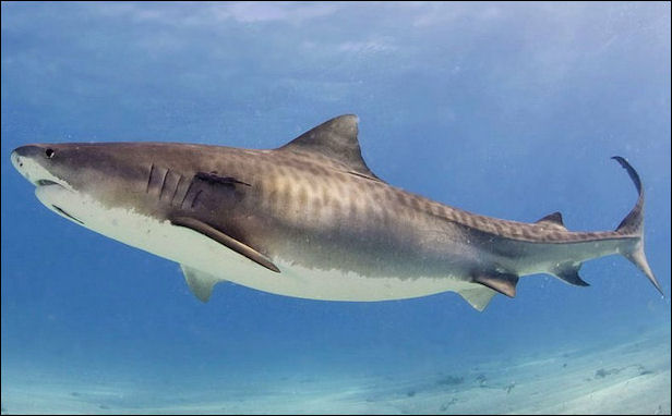Huynh đệ tương tàn: Cá mập hổ đại chiến cá mập đầu búa - Ảnh 2.