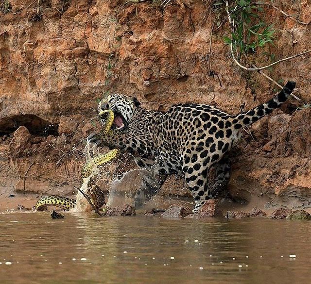 Đói ăn, báo đốm liều lĩnh phi thân xuống nước tấn công trăn Anaconda và cá sấu Nam Mỹ - Ảnh 4.