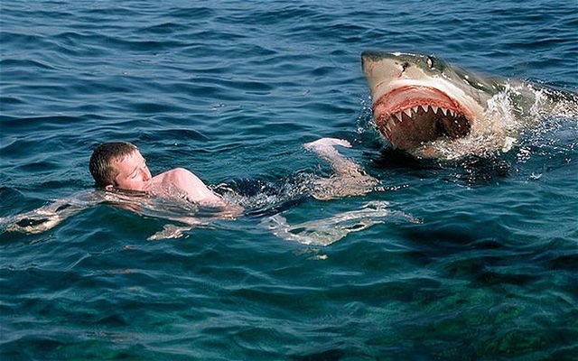 Không ngờ nhờ cách đấm lia lịa vào con cá mập mà chàng trai này đã thoát chết - Ảnh 2.