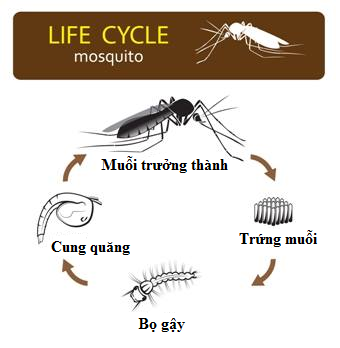 Bắt thóp tập tính muỗi truyền sốt xuất huyết: Lo trong nhà bạn, không cần lo hàng xóm! - Ảnh 5.