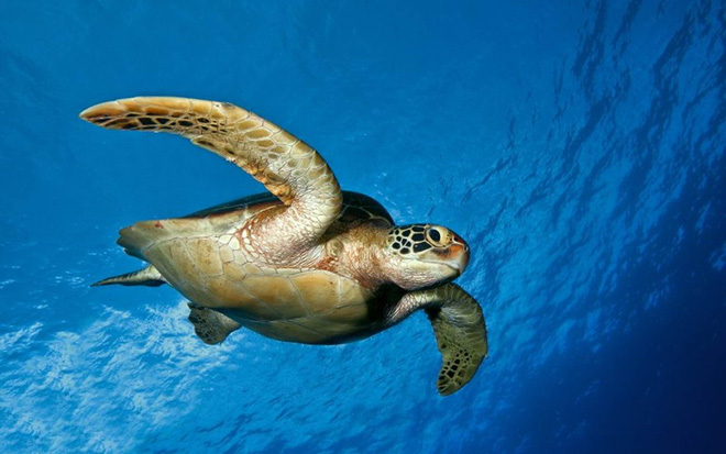 Cứu sống một con rùa biển, 60 năm sau, gia đình nhận được báo đáp nằm ngoài tưởng tượng - Ảnh 1.