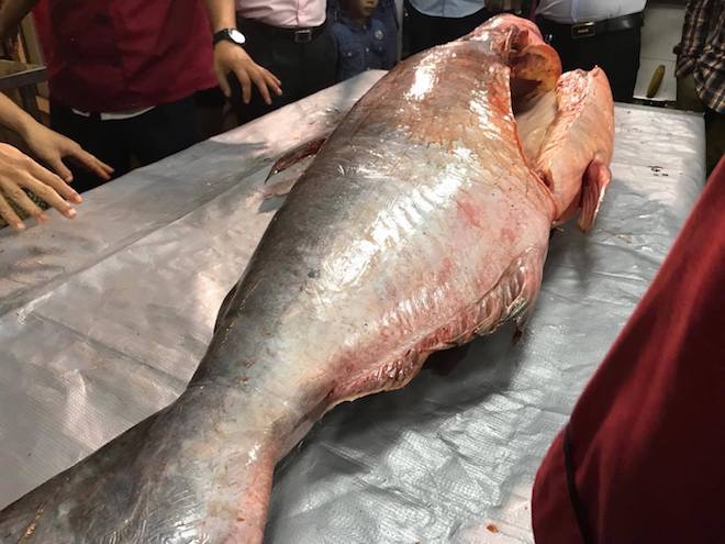Dân đổ xô đến xem cá khủng nặng 98kg đi máy bay từ Campuchia về Nghệ An - Ảnh 10.
