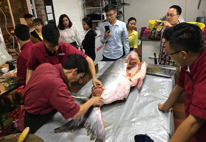Dân đổ xô đến xem cá khủng nặng 98kg đi máy bay từ Campuchia về Nghệ An - Ảnh 9.