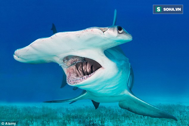 Huynh đệ tương tàn: Cá mập hổ đại chiến cá mập đầu búa - Ảnh 1.