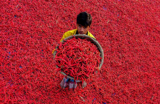 Mãn nhãn với những bức ảnh tuyệt đẹp trong mùa thu hoạch ớt ở Bangladesh - Ảnh 2.