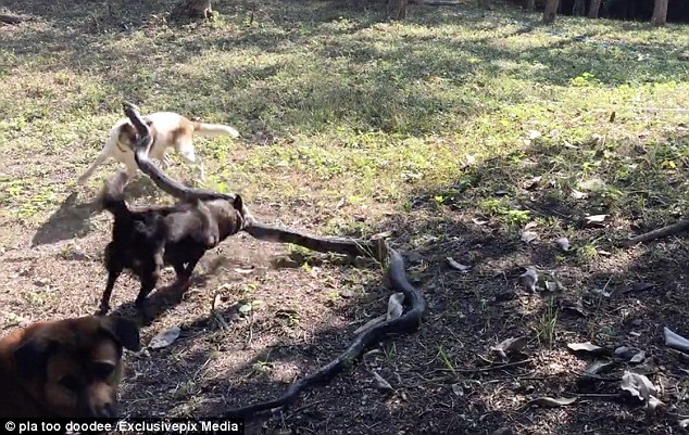 Đàn chó dũng cảm chiến đấu với rắn độc để bảo vệ gia đình chủ - Ảnh 3.