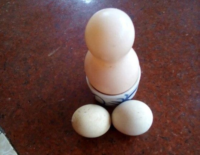 Xuất hiện quả trứng hình hồ lô, dài 8cm ở Nghệ An - Ảnh 1.
