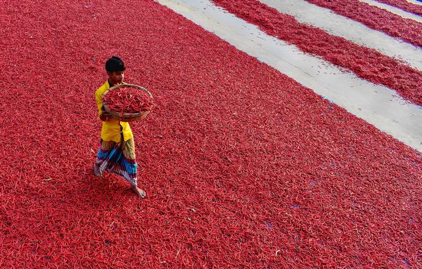 Mãn nhãn với những bức ảnh tuyệt đẹp trong mùa thu hoạch ớt ở Bangladesh - Ảnh 3.