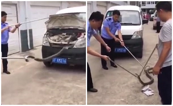 Trăn lớn đu mình trên xà nhà, hổ mang chúa có nọc độc chết người quá giang trên ô tô - Ảnh 4.