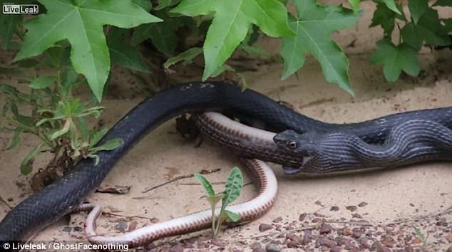 Bị nuốt trọn vào bụng rắn đen, rắn nâu cựa quậy thoát thân và sống sót kỳ diệu - Ảnh 5.
