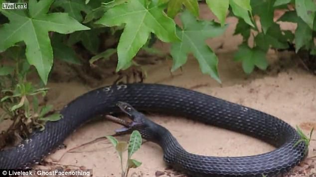 Bị nuốt trọn vào bụng rắn đen, rắn nâu cựa quậy thoát thân và sống sót kỳ diệu - Ảnh 4.