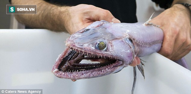 Bắt con cá mặt thằn lằn có hàm răng nhọn hoắt, mặt xấu như quỷ - Ảnh 1.
