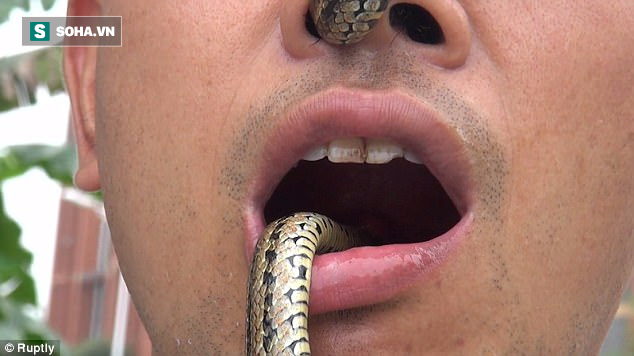 Clip: Luồn rắn sống xuyên mũi và miệng, võ sư trẻ khiến nhiều người kinh ngạc - Ảnh 2.