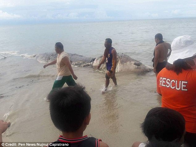 Phát hiện thủy quái khổng lồ trôi dạt vào đảo ở Philippines - Ảnh 2.