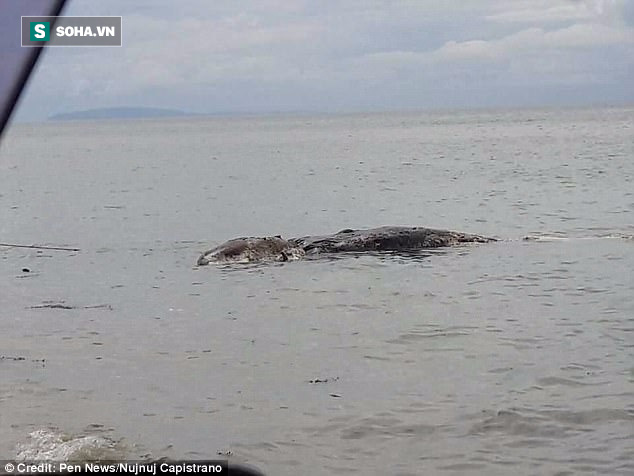 Phát hiện thủy quái khổng lồ trôi dạt vào đảo ở Philippines - Ảnh 1.