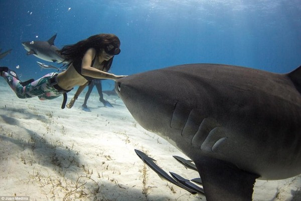 Ai cũng ghê sợ cá mập, còn ‘cô gái đại dương’ này đã bầu bạn với chúng từ năm 12 tuổi - Ảnh 3.