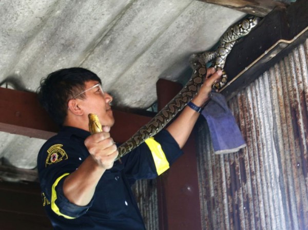 Ở Thái Lan, rắn nhiều đến mức lính cứu hỏa bắt rắn nhiều hơn cả chữa cháy - Ảnh 2.