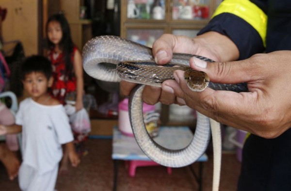 Ở Thái Lan, rắn nhiều đến mức lính cứu hỏa bắt rắn nhiều hơn cả chữa cháy - Ảnh 4.
