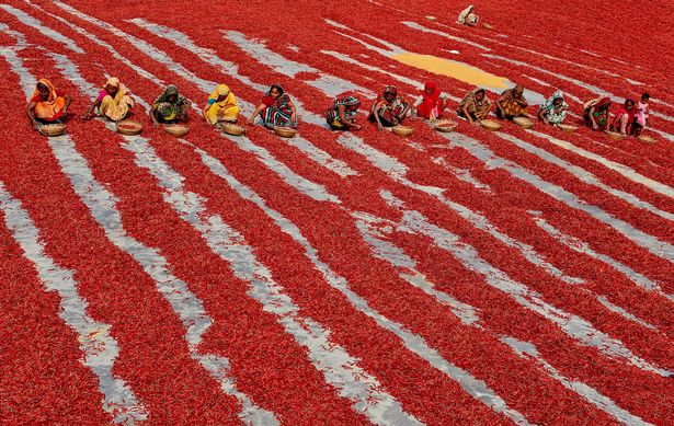Mãn nhãn với những bức ảnh tuyệt đẹp trong mùa thu hoạch ớt ở Bangladesh - Ảnh 4.