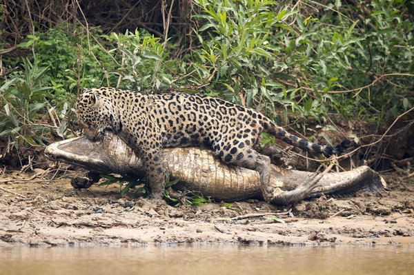 Đói ăn, báo đốm liều lĩnh phi thân xuống nước tấn công trăn Anaconda và cá sấu Nam Mỹ - Ảnh 12.