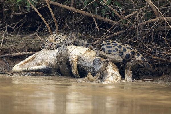 Đói ăn, báo đốm liều lĩnh phi thân xuống nước tấn công trăn Anaconda và cá sấu Nam Mỹ - Ảnh 11.