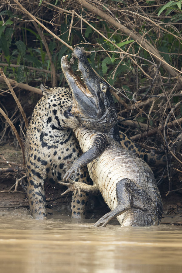 Đói ăn, báo đốm liều lĩnh phi thân xuống nước tấn công trăn Anaconda và cá sấu Nam Mỹ - Ảnh 10.