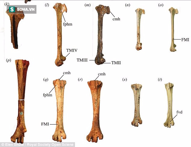 Tìm thấy loài gà to bằng Kangaroo, sống ẩn dật gần 2 triệu năm trước - Ảnh 1.