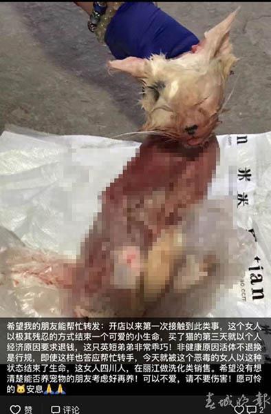 Chú mèo đáng thương bị lột da, vứt trước cửa hàng thú cưng vì lý do không thể chấp nhận - Ảnh 2.