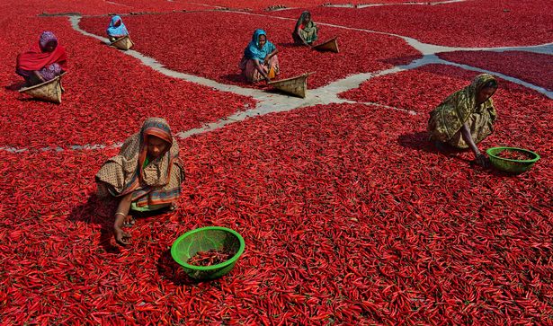 Mãn nhãn với những bức ảnh tuyệt đẹp trong mùa thu hoạch ớt ở Bangladesh - Ảnh 5.