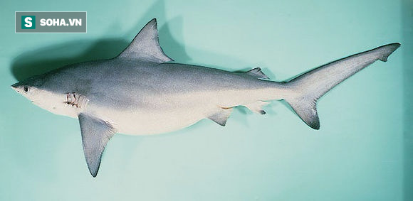 Bất ngờ: Loài cá mập câu được ở Quảng Ninh bị liệt vào Sách Đỏ! - Ảnh 1.