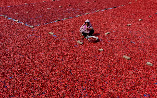 Mãn nhãn với những bức ảnh tuyệt đẹp trong mùa thu hoạch ớt ở Bangladesh - Ảnh 6.
