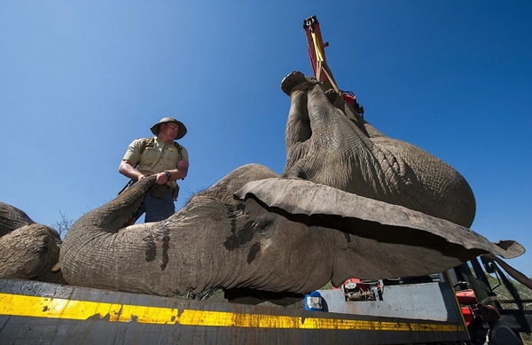 Hơn chục con voi nặng 4 tấn trốn đi bụi khiến đội kiểm lâm chật vật để đưa trờ lại rừng - Ảnh 14.