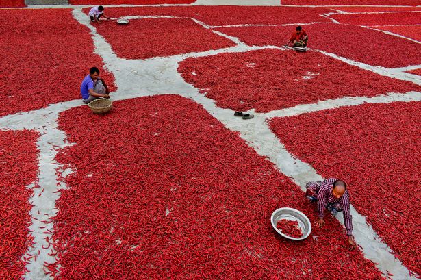 Mãn nhãn với những bức ảnh tuyệt đẹp trong mùa thu hoạch ớt ở Bangladesh - Ảnh 7.