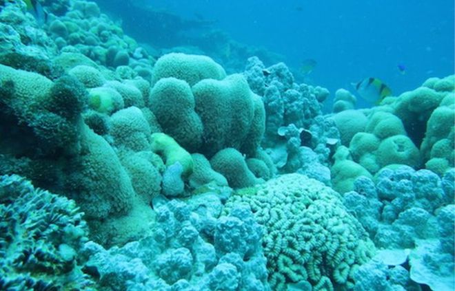 Nóng lên toàn cầu đang giết chết sự sống của hệ thống san hô lớn nhất thế giới - Ảnh 2.