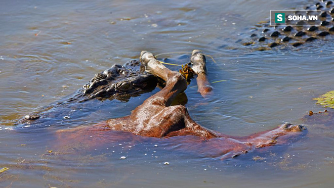Video: Đang nằm phơi nắng, cá sấu bị ngựa hoang tung vó, chạy rẽ khói - Ảnh 1.