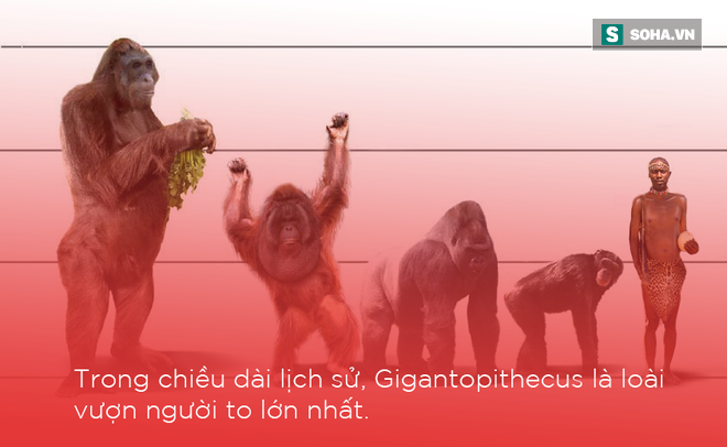 Loài vượn lớn nhất thế giới, to gấp rưỡi Gorilla và từng tồn tại ở Việt Nam - Ảnh 2.