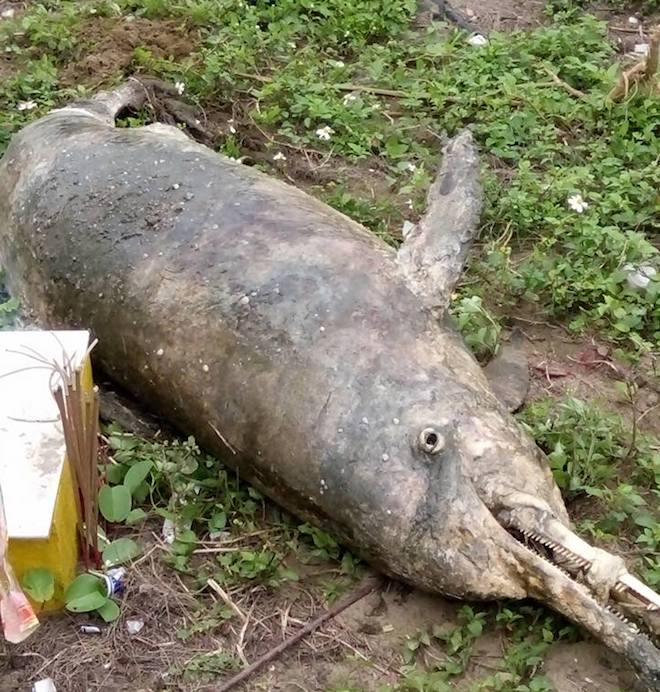 Nghệ An: Cá lạ khoảng 1 tạ trôi dạt nằm chết bên mộ cá voi  - Ảnh 2.