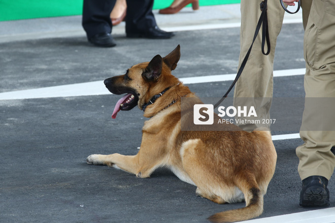 Đặc vụ Mỹ sử dụng ống nhòm, dắt chó nghiệp vụ kiểm tra an ninh nghiêm ngặt khi đón TT Trump tại Đà Nẵng - Ảnh 14.