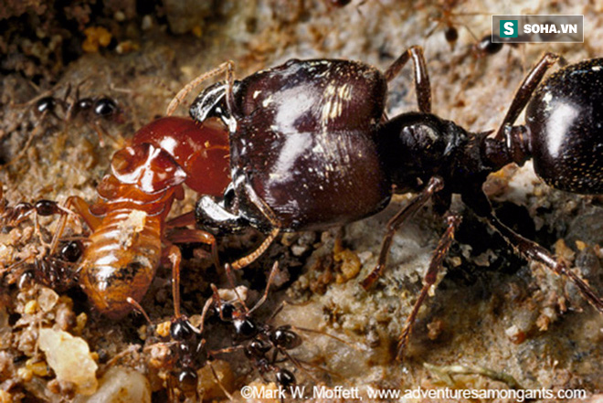 Vũ khí bí mật của loài kiến trong các cuộc đại chiến với đàn mối - Ảnh 3.
