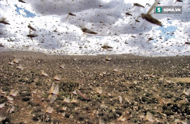 Cả trăm triệu con châu chấu tấn công ồ ạt, 112.000 ha đất trồng ở Nga bị tàn phá - Ảnh 2.
