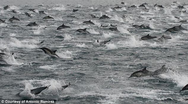 Bí ẩn lớn về sự tự sát tập thể của hàng trăm con cá voi, cá heo đã có lời giải - Ảnh 4.