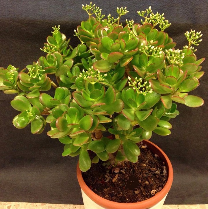 Top 10 Cây Phong Thuỷ Thu Hút Tài Lộc May Mắn 9 Top 10 Cây Phong Thuỷ Thu Hút Tài Lộc May Mắn - Bí Quyết Trang Trí Phòng Làm Việc Và Nhà Ở