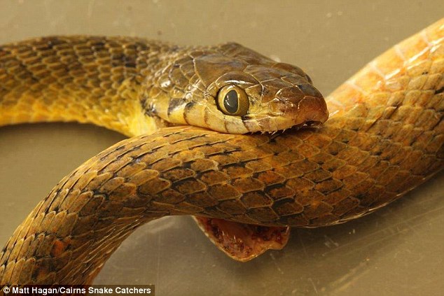 Ăn đuôi để tự sát: Bí ẩn lớn nhất của loài rắn đã có lời giải - Ảnh 2.