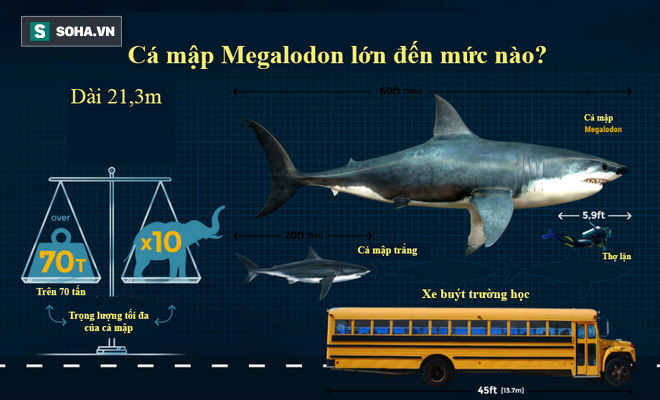 Đây là nguyên nhân khiến siêu cá mập Megalodon tuyệt chủng cách đây 2,6 tỷ năm - Ảnh 1.