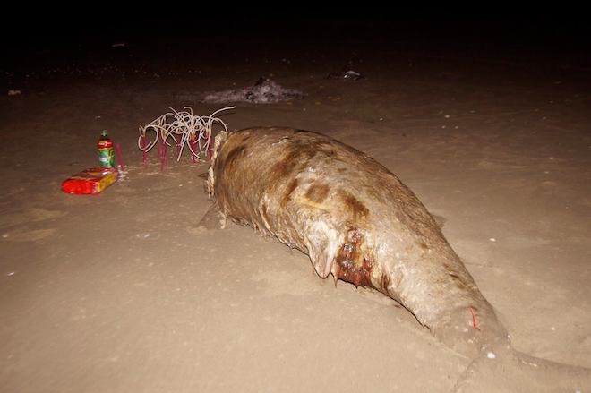 Cả làng quyên góp mua quan tài chôn cất xác cá khủng dạt vào bờ biển - Ảnh 1.
