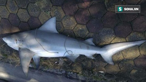 Tất tần tật về loài cá mập xuất hiện ở vịnh Hạ Long - Ảnh 1.
