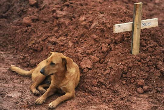 Xúc động chú chó không chịu ăn uống suốt gần 2 tháng từ ngày chủ mất - Ảnh 3.