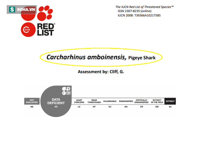 Bất ngờ: Loài cá mập câu được ở Quảng Ninh bị liệt vào Sách Đỏ! - Ảnh 2.