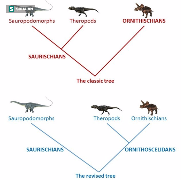 Sau 130 năm, phả hệ khủng long có nguy cơ viết lại vì phát hiện này! - Ảnh 1.